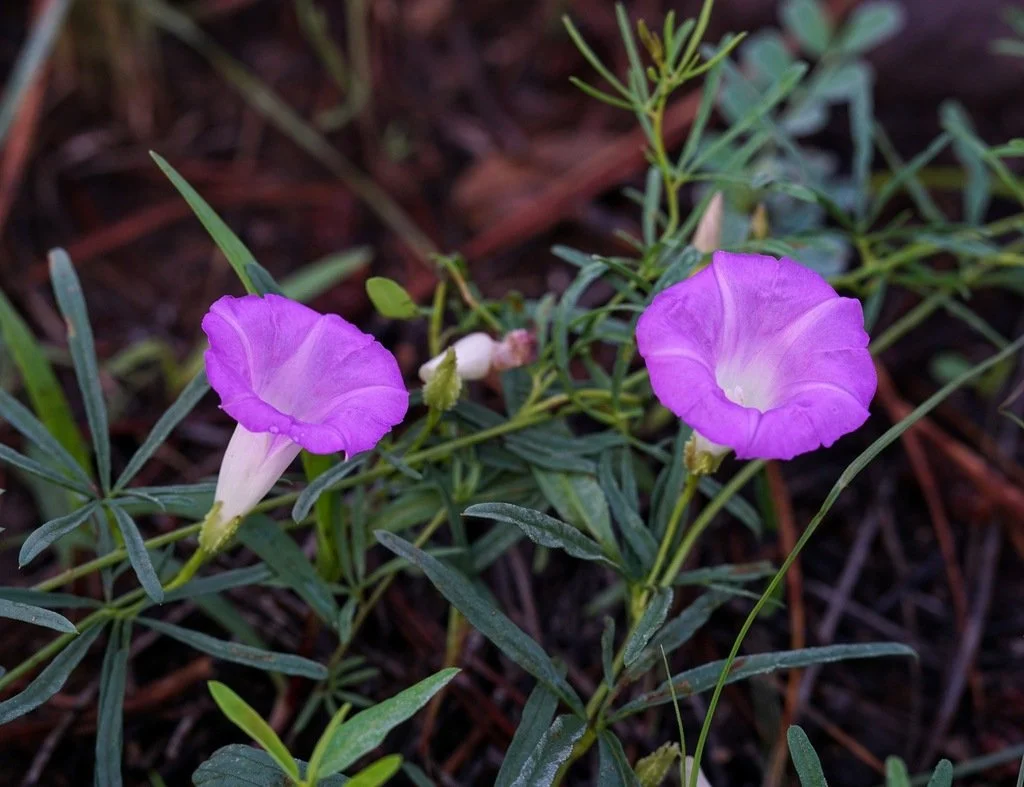 Morning Glory Vines (Ipomoea spp) — Spadefoot Nursery, Inc.